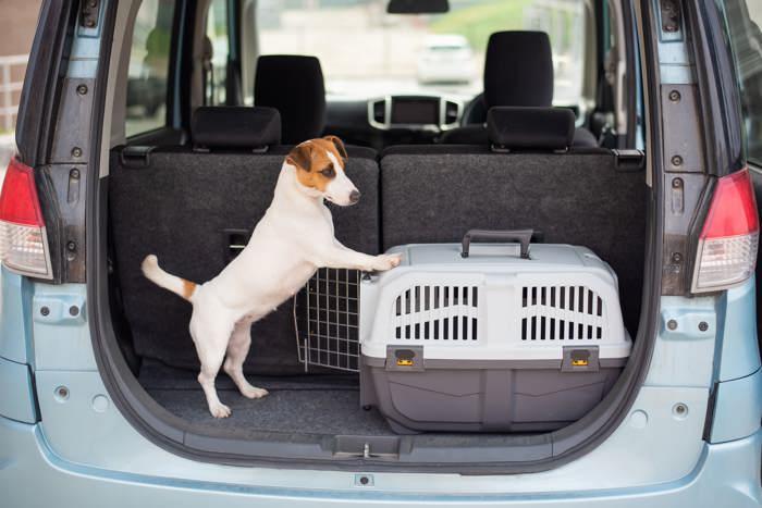 How to Safely Travel With Your Dog in a Car thumbnail